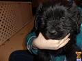 newfoundland puppy posted by PT Newfie